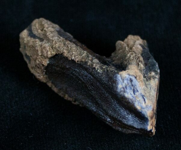 Rooted Triceratops Tooth - #7163